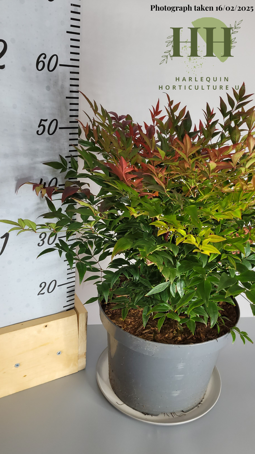 Nandina domestica 'Gulf Stream' | Deciduous Shrub | 7.5 litre, 25cm Pot | Current Height: 50cm, Pot included