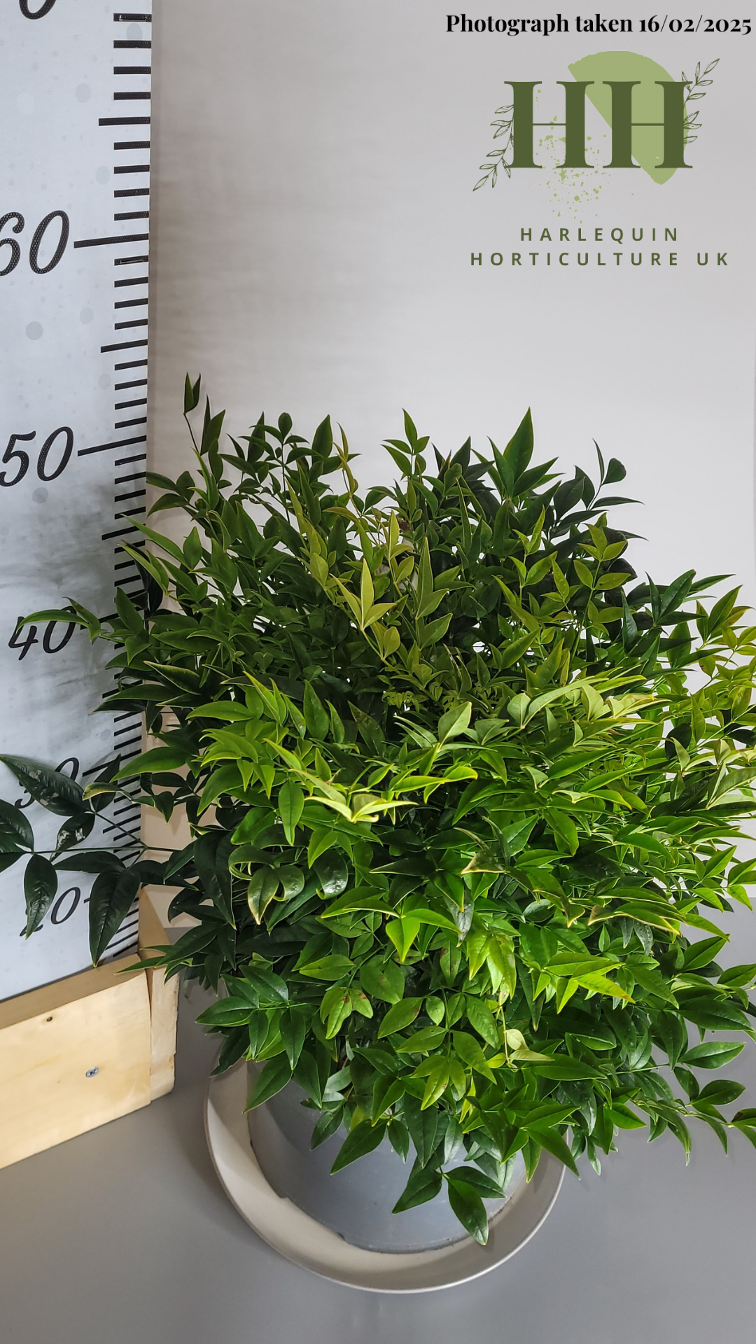 Nandina domestica 'Lemon and Lime' | Evergreen Shrub | Size: 7.5 litre, 25cm Pot | Current Height: 45cm, Pot included