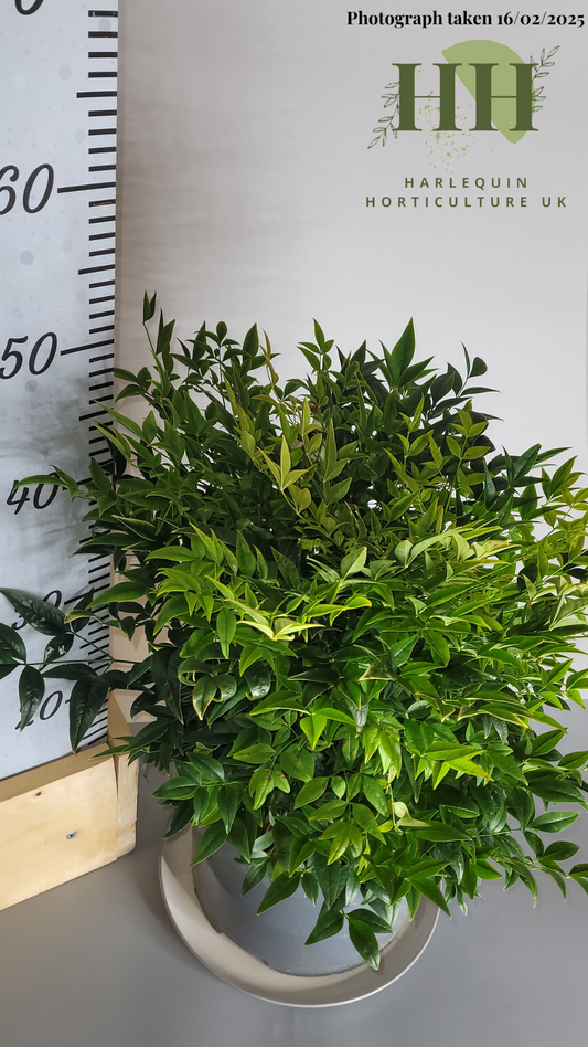 Nandina domestica 'Lemon and Lime' | Evergreen Shrub | Size: 7.5 litre, 25cm Pot | Current Height: 45cm, Pot included