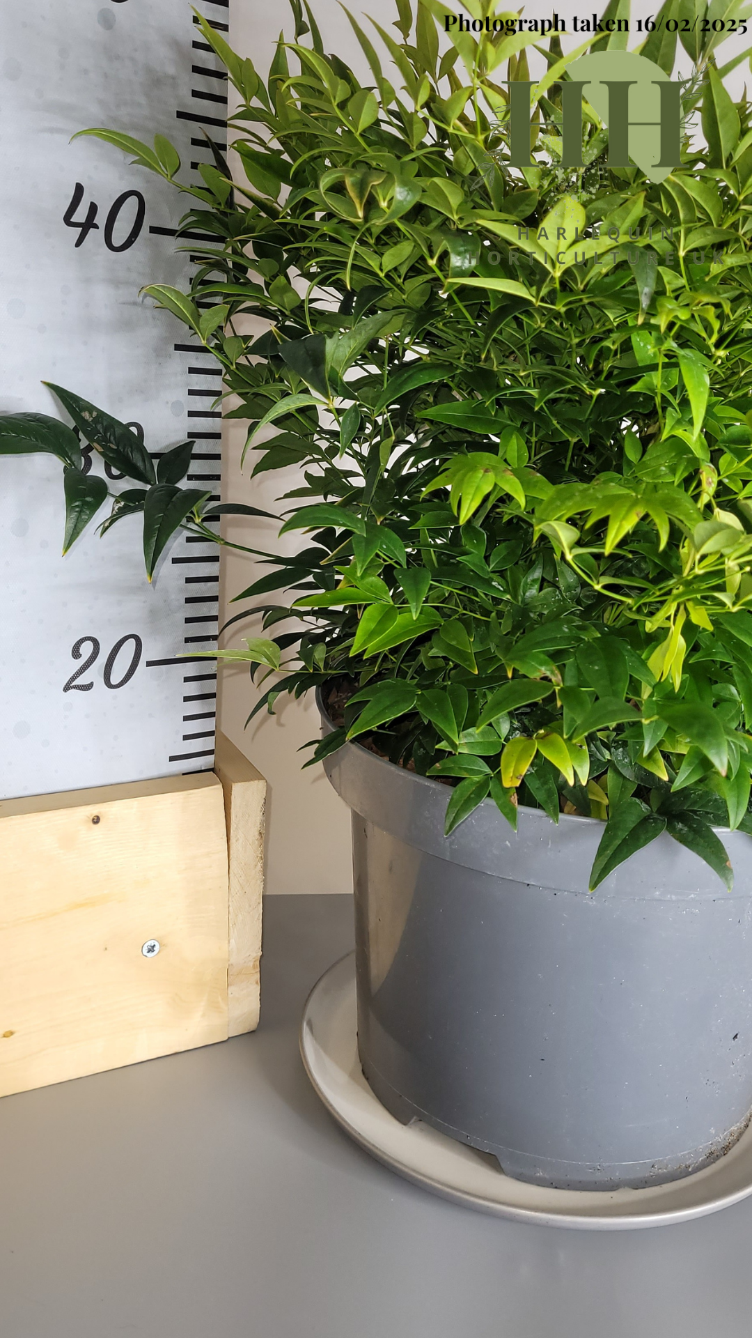 Nandina domestica 'Lemon and Lime' | Evergreen Shrub | Size: 7.5 litre, 25cm Pot | Current Height: 45cm, Pot included
