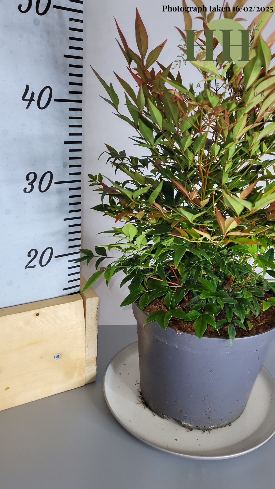 Nandina domestica 'Obsessed' | Deciduous Shrub | 4 litre, 20cm Pot | Current Height: 50cm, Pot included