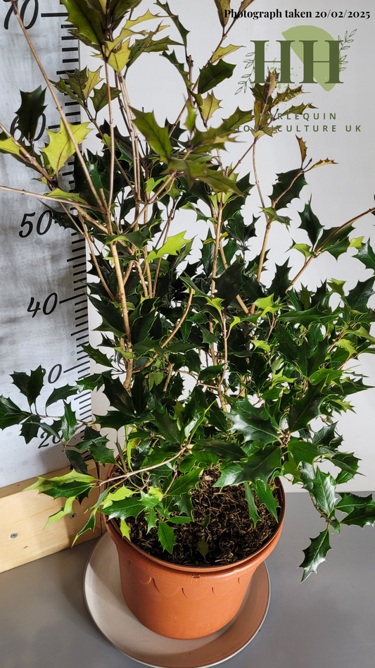 Osmanthus heterophyllus 'Purpureus' | Evergreen Shrub | Size: 5 litre, 22.5cm Pot | Current Height: 70cm, Pot included