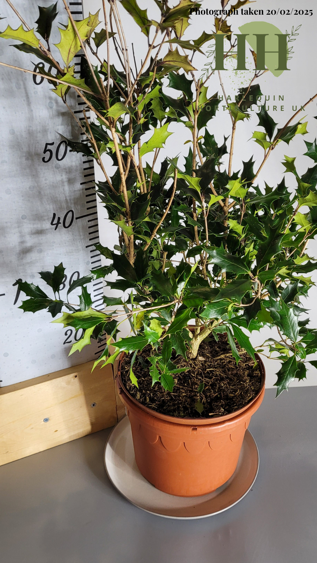 Osmanthus heterophyllus 'Purpureus' | Evergreen Shrub | Size: 5 litre, 22.5cm Pot | Current Height: 70cm, Pot included