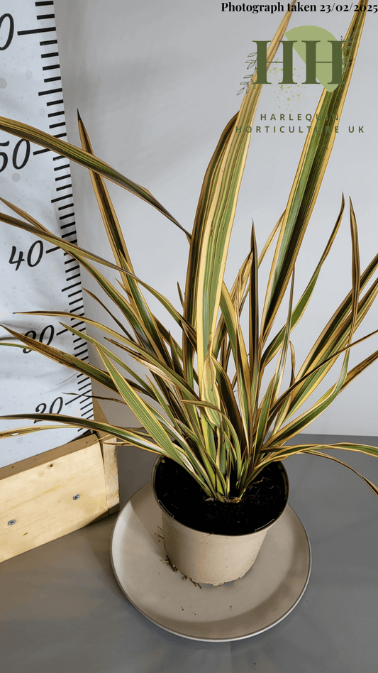 Phormium 'Golden Ray' | Evergreen Perennial | Size: 2 litre, 17cm Pot | Current Height: 50cm, Pot included