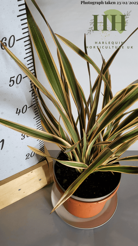 Phormium 'Golden Ray' | Evergreen Perennial | Size: 5 litre, 22.5cm Pot | Current Height: 60cm, Pot included