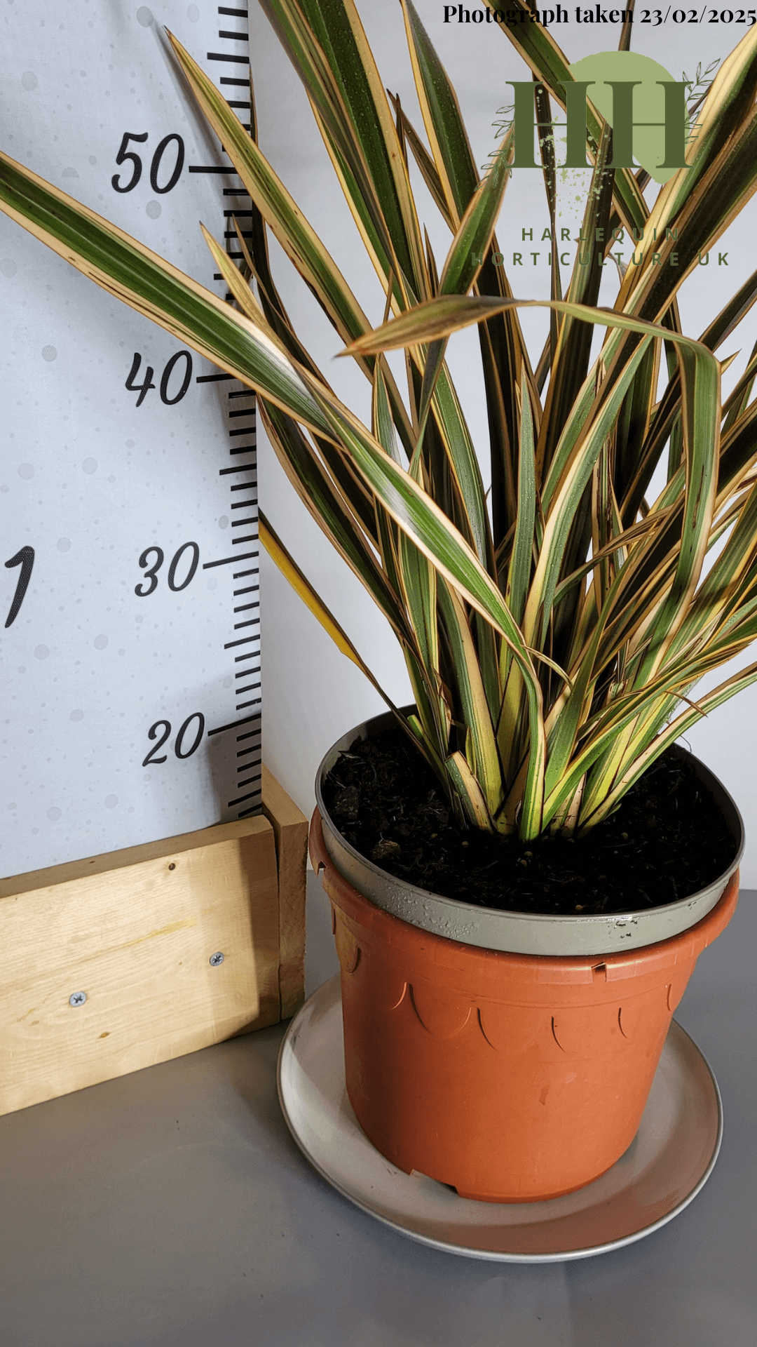 Phormium 'Golden Ray' | Evergreen Perennial | Size: 5 litre, 22.5cm Pot | Current Height: 60cm, Pot included