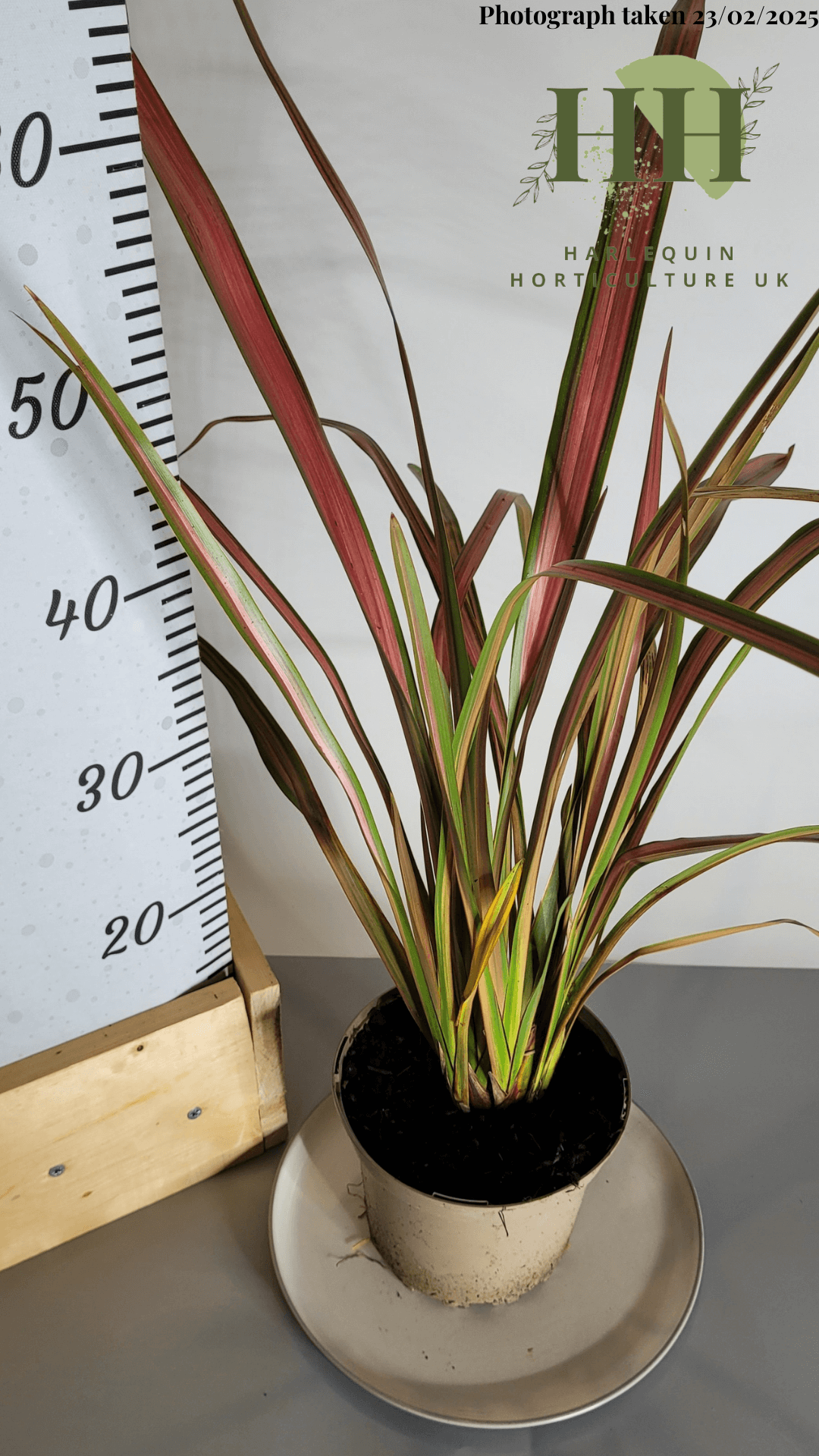Phormium 'Jester' | Evergreen Perennial | Size: 2 litre, 17cm Pot | Current Height: 55cm, Pot included
