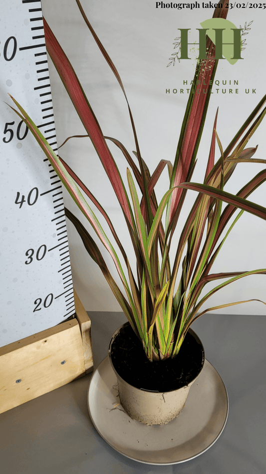 Phormium 'Jester' | Evergreen Perennial | Size: 2 litre, 17cm Pot | Current Height: 55cm, Pot included