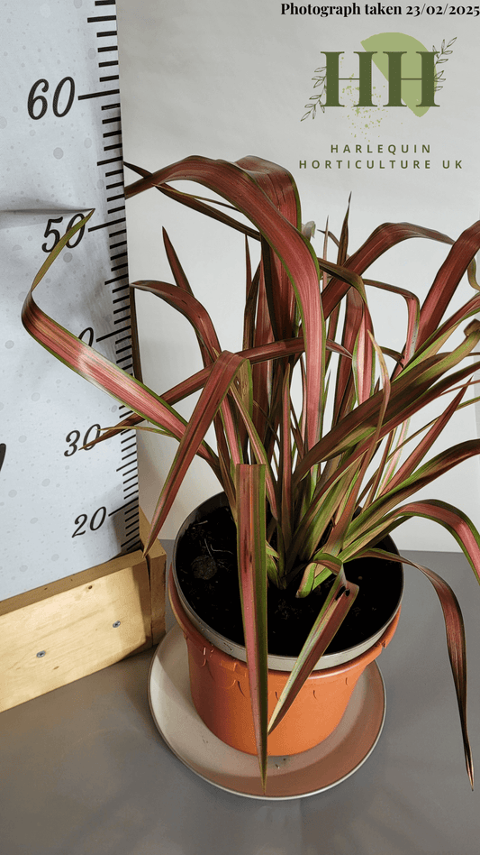 Phormium 'Jester' | Evergreen Perennial | Size: 5 litre, 22.5cm Pot | Current Height: 50cm, Pot included
