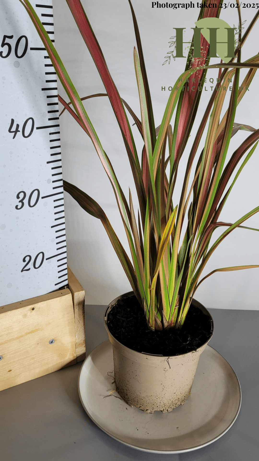 Phormium 'Jester' | Evergreen Perennial | Size: 2 litre, 17cm Pot | Current Height: 55cm, Pot included