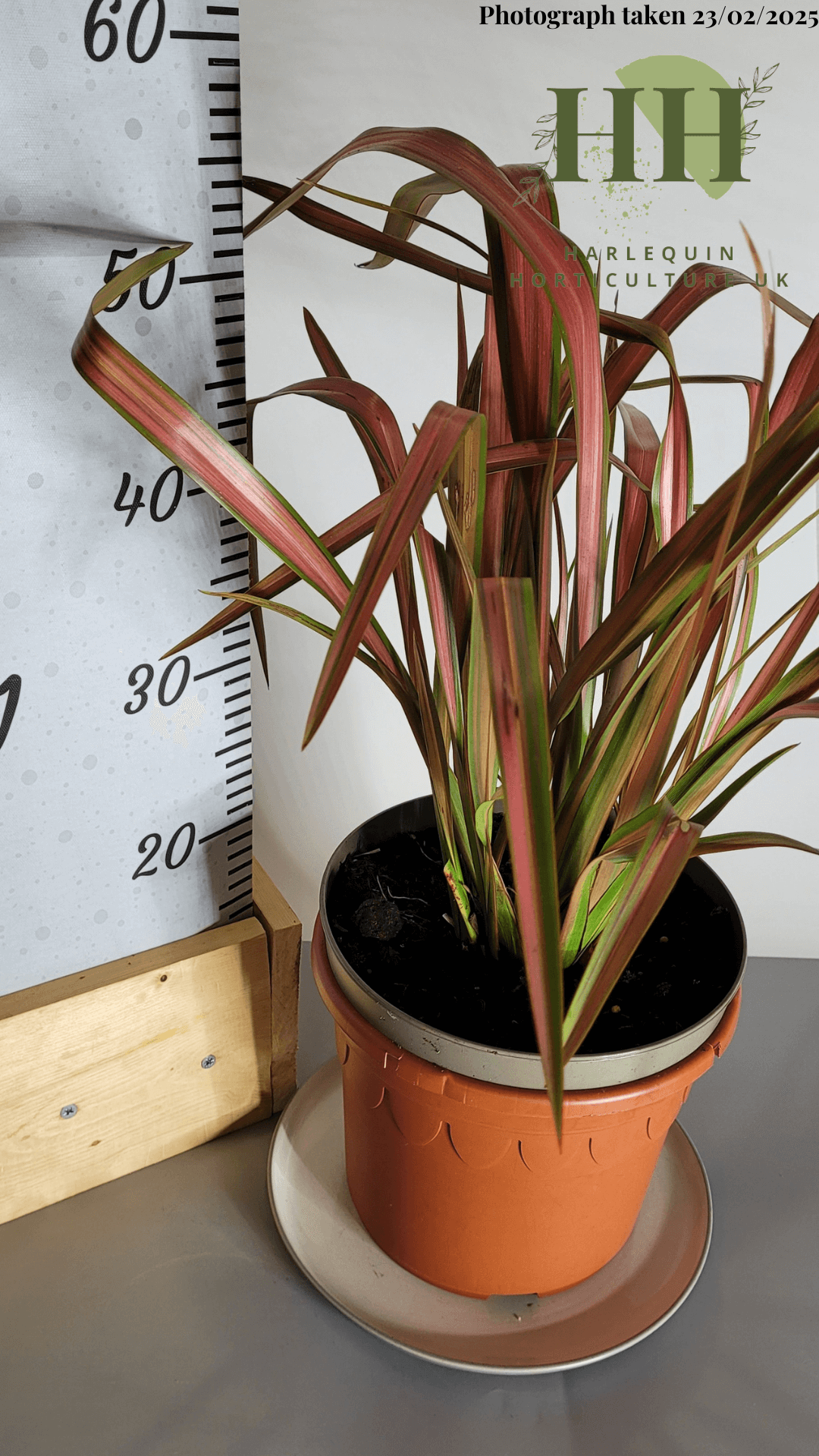 Phormium 'Jester' | Evergreen Perennial | Size: 5 litre, 22.5cm Pot | Current Height: 50cm, Pot included