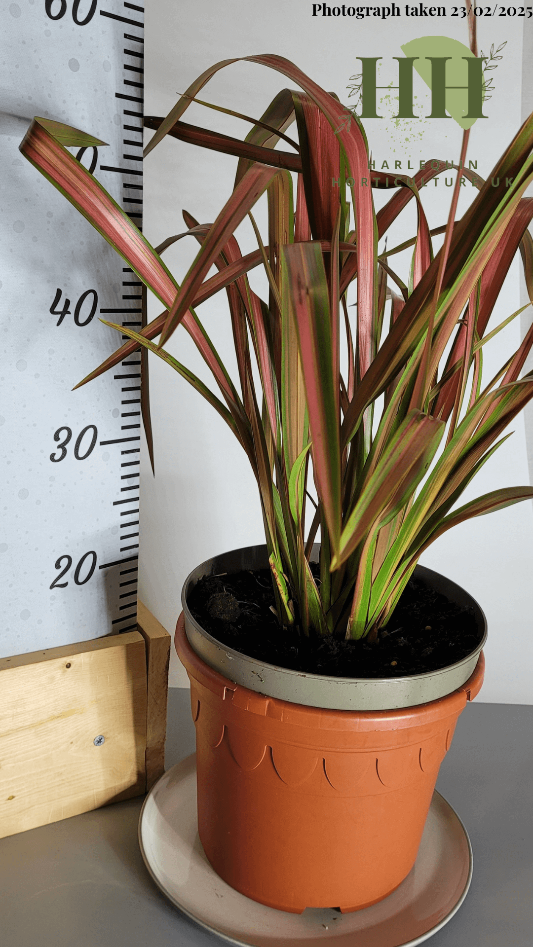 Phormium 'Jester' | Evergreen Perennial | Size: 5 litre, 22.5cm Pot | Current Height: 50cm, Pot included