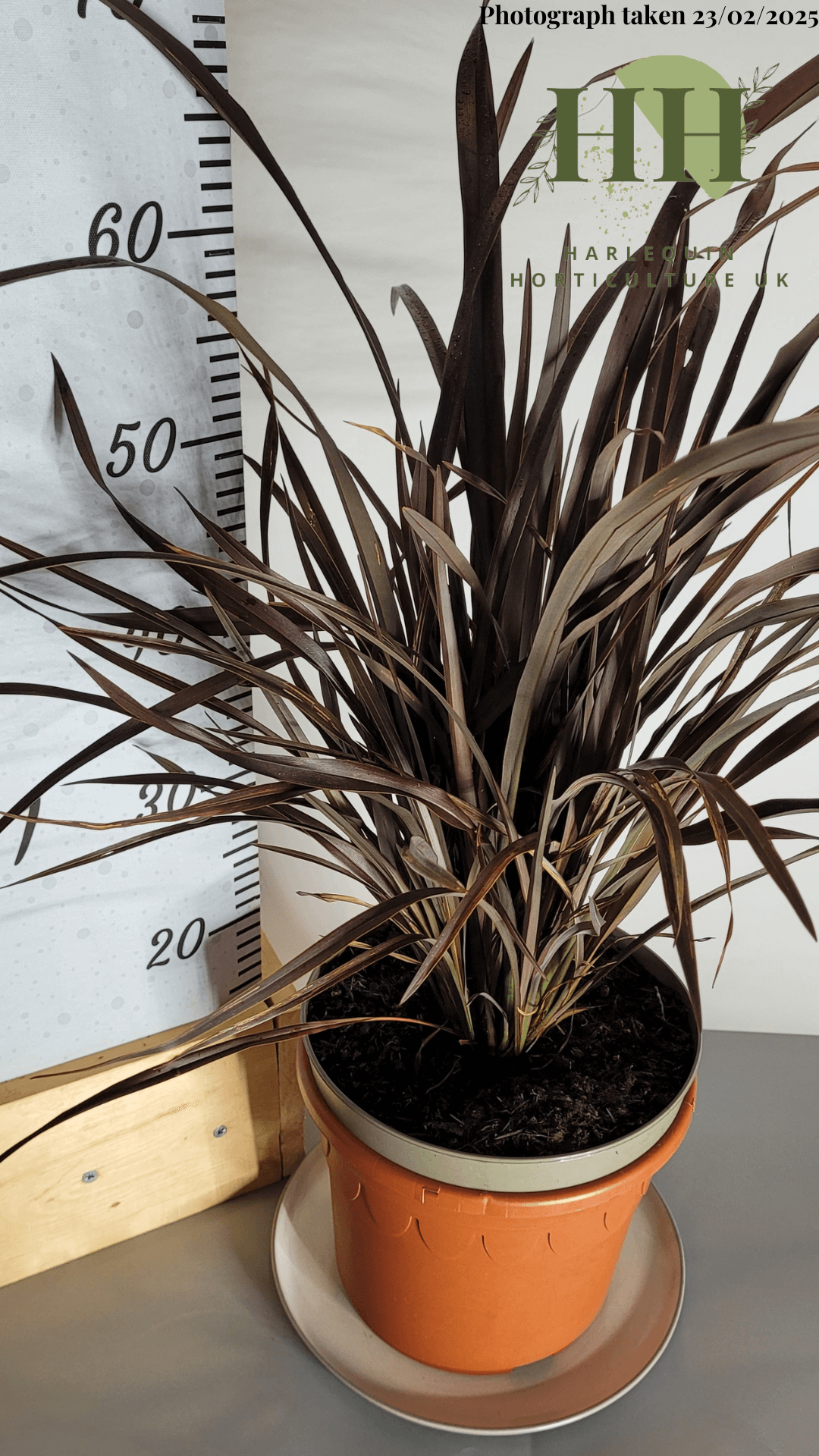 Phormium 'Platt’s Black' | Evergreen Perennial | Size: 5 litre, 22.5cm Pot | Current Height: 60cm, Pot included