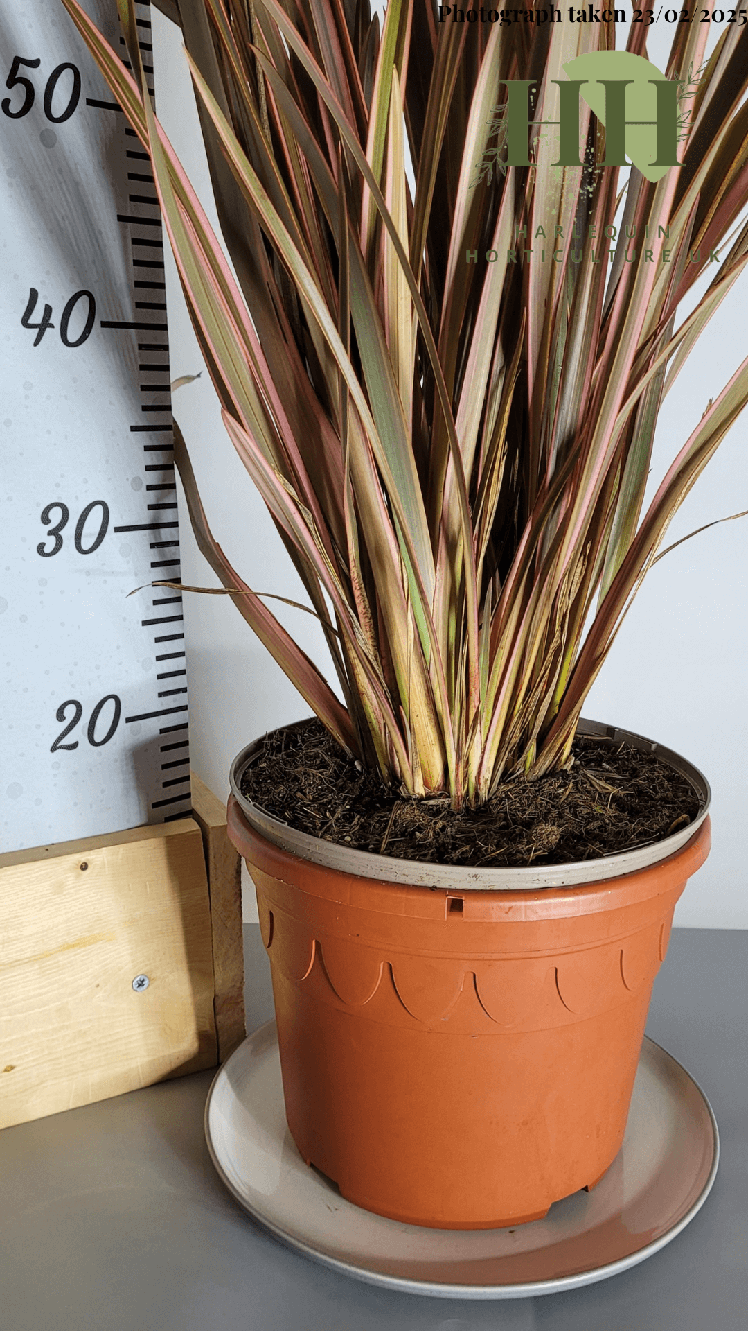 Phormium 'Rainbow Queen' | Evergreen Perennial | Size: 5 litre, 22.5cm Pot | Current Height: 75cm, Pot included
