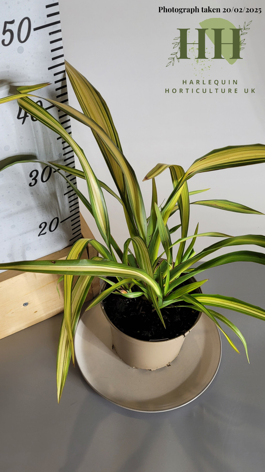 Phormium tenax 'Yellow Wave' | Evergreen Perennial | Size: 2 litre, 17cm Pot | Current Height: 40cm, Pot included