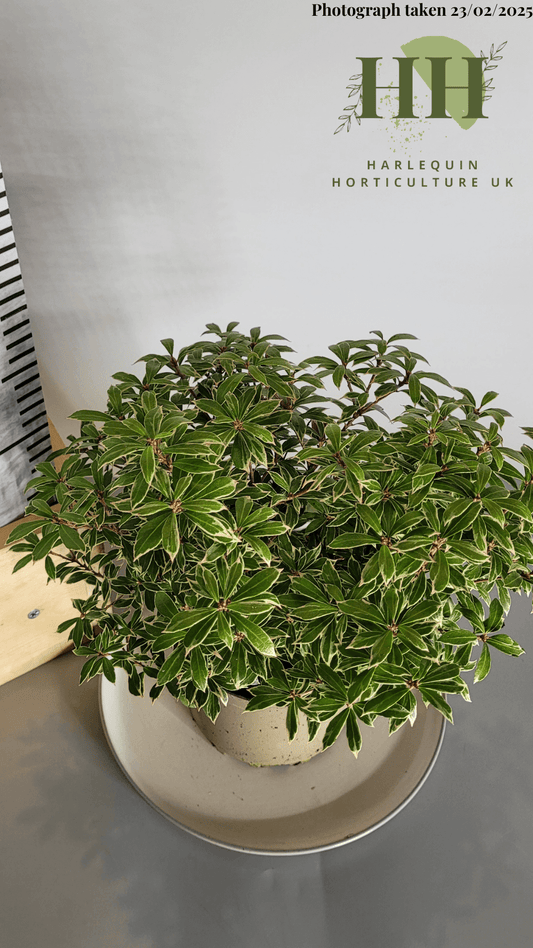 Pieris japonica 'Little Goldy' | Evergreen Shrub | Size: 2 litre, 17cm Pot | Current Height: 30cm, Pot included