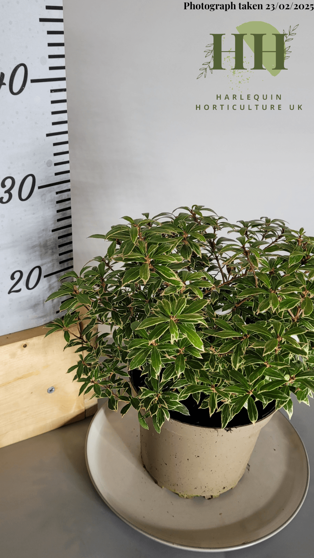 Pieris japonica 'Little Goldy' | Evergreen Shrub | Size: 2 litre, 17cm Pot | Current Height: 30cm, Pot included