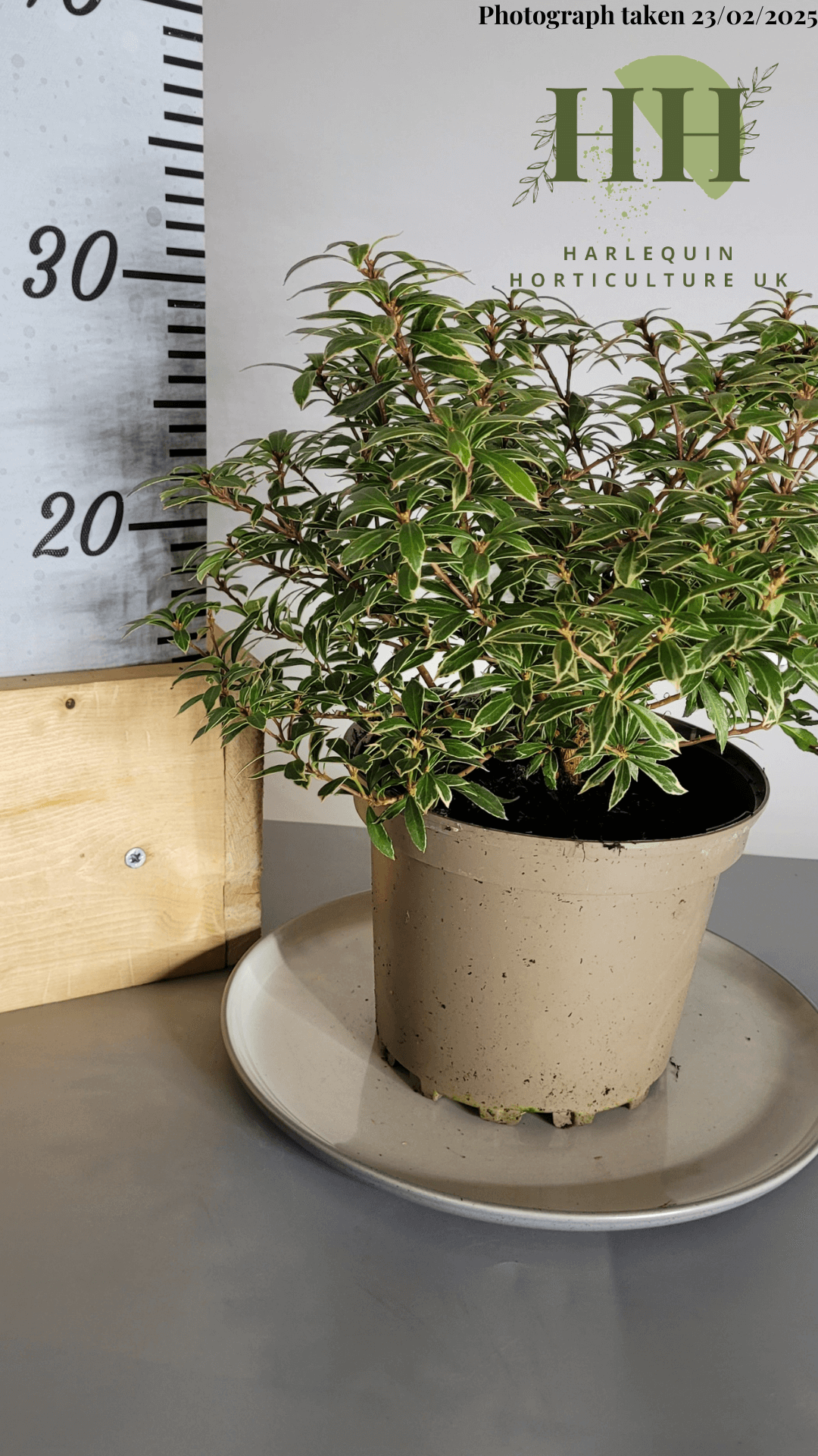 Pieris japonica 'Little Goldy' | Evergreen Shrub | Size: 2 litre, 17cm Pot | Current Height: 30cm, Pot included