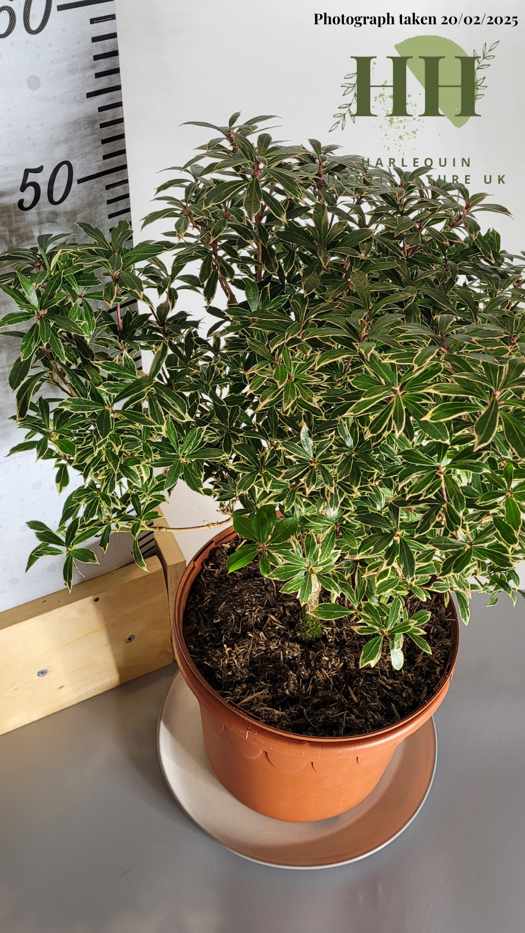 Pieris japonica 'Little Heath Variegata' | Evergreen Shrub | Size: 5 litre, 22.5cm Pot | Current Height: 50cm, Pot included