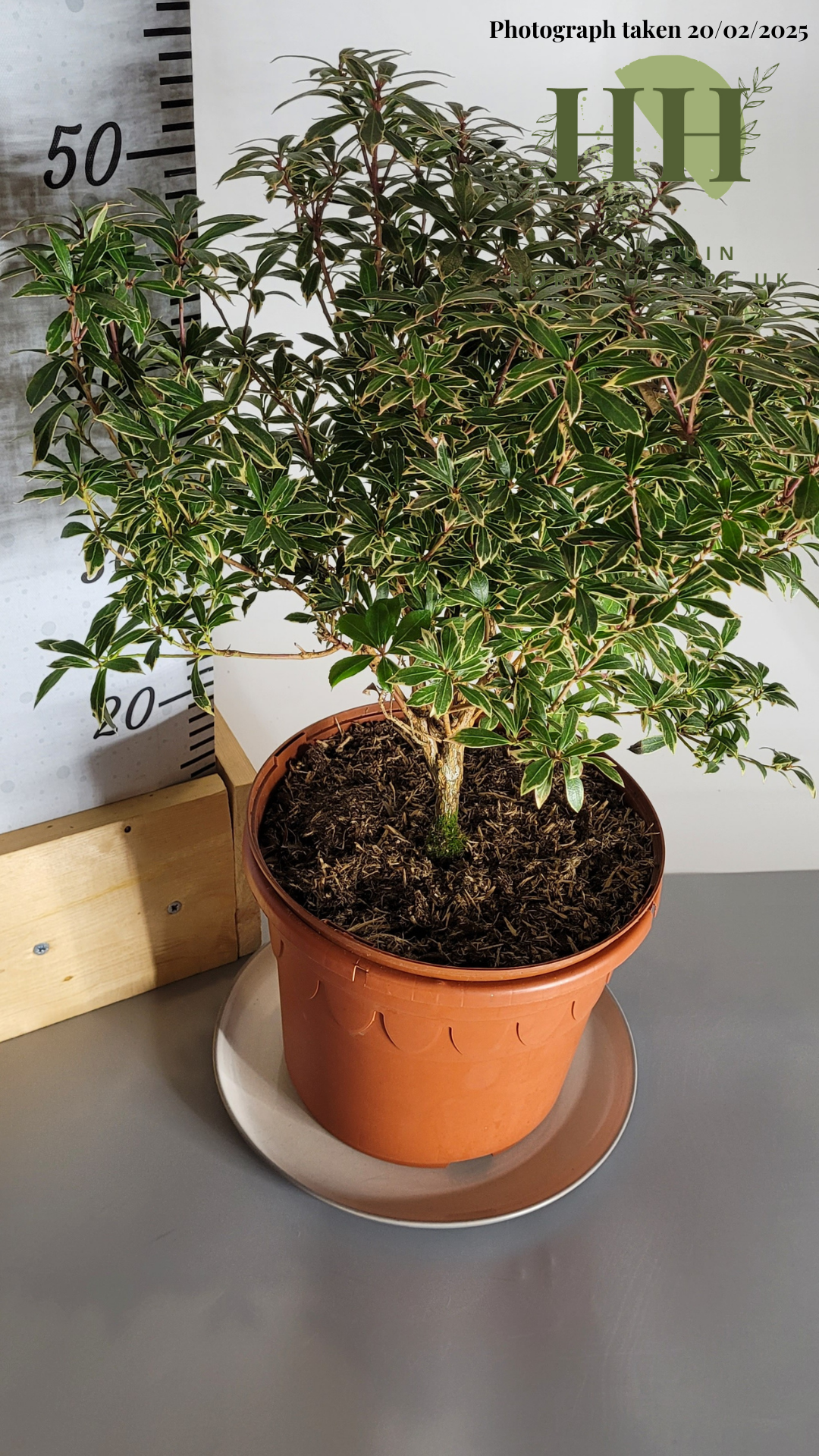 Pieris japonica 'Little Heath Variegata' | Evergreen Shrub | Size: 5 litre, 22.5cm Pot | Current Height: 50cm, Pot included