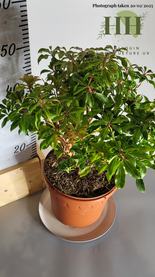 Pieris japonica 'Mountain Fire' | Evergreen Shrub | Size: 5 litre, 22.5cm Pot | Current Height: 50cm, Pot included