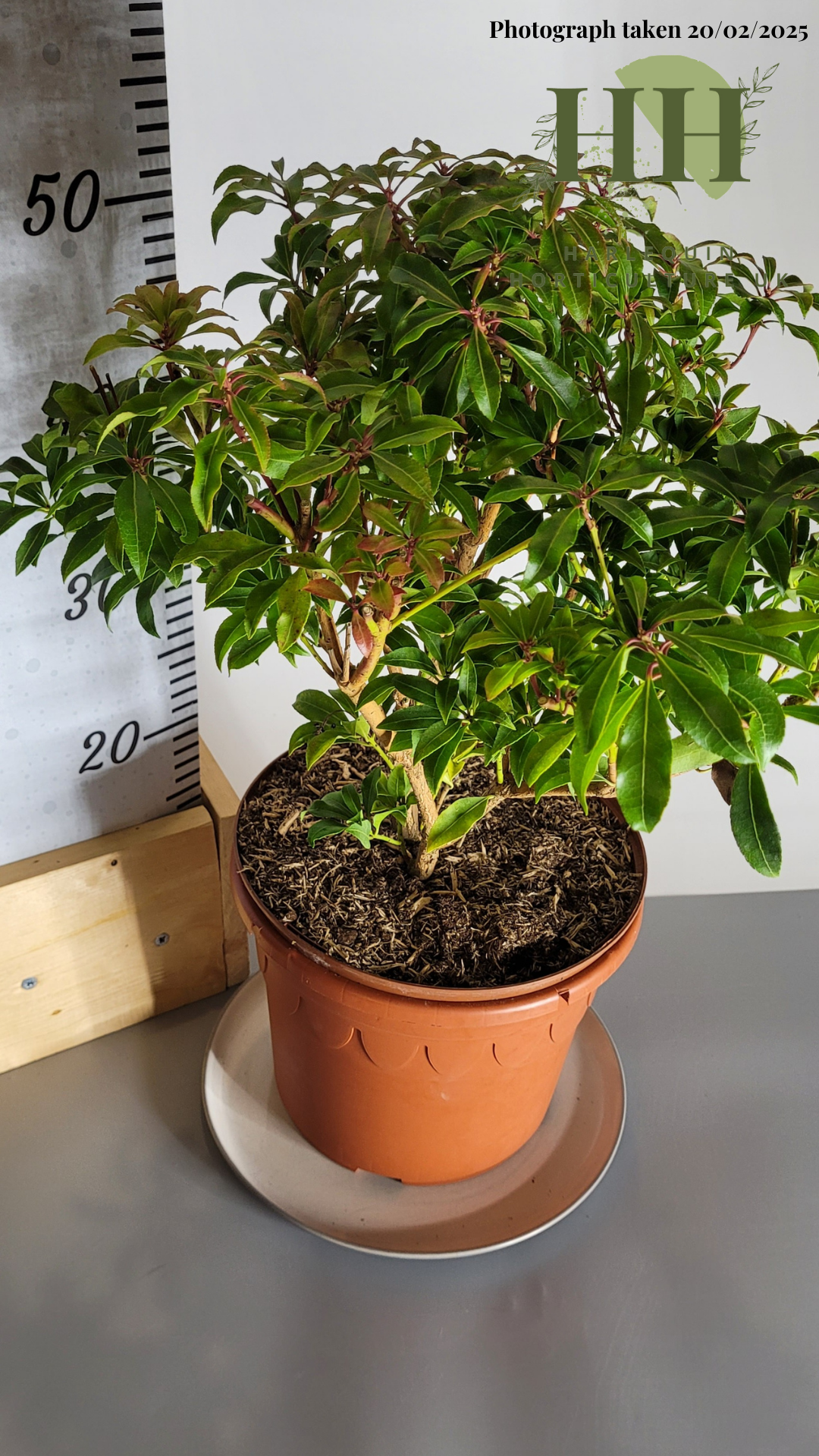 Pieris japonica 'Mountain Fire' | Evergreen Shrub | Size: 5 litre, 22.5cm Pot | Current Height: 50cm, Pot included