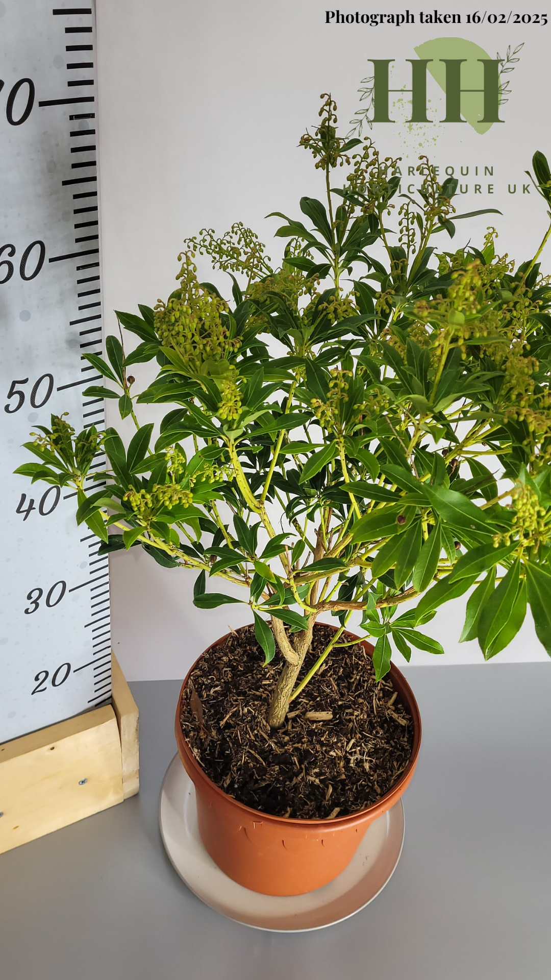 Pieris japonica 'Purity' | Evergreen Shrub | 5 litre, 22.5cm Pot | Current Height: 65cm, Pot included