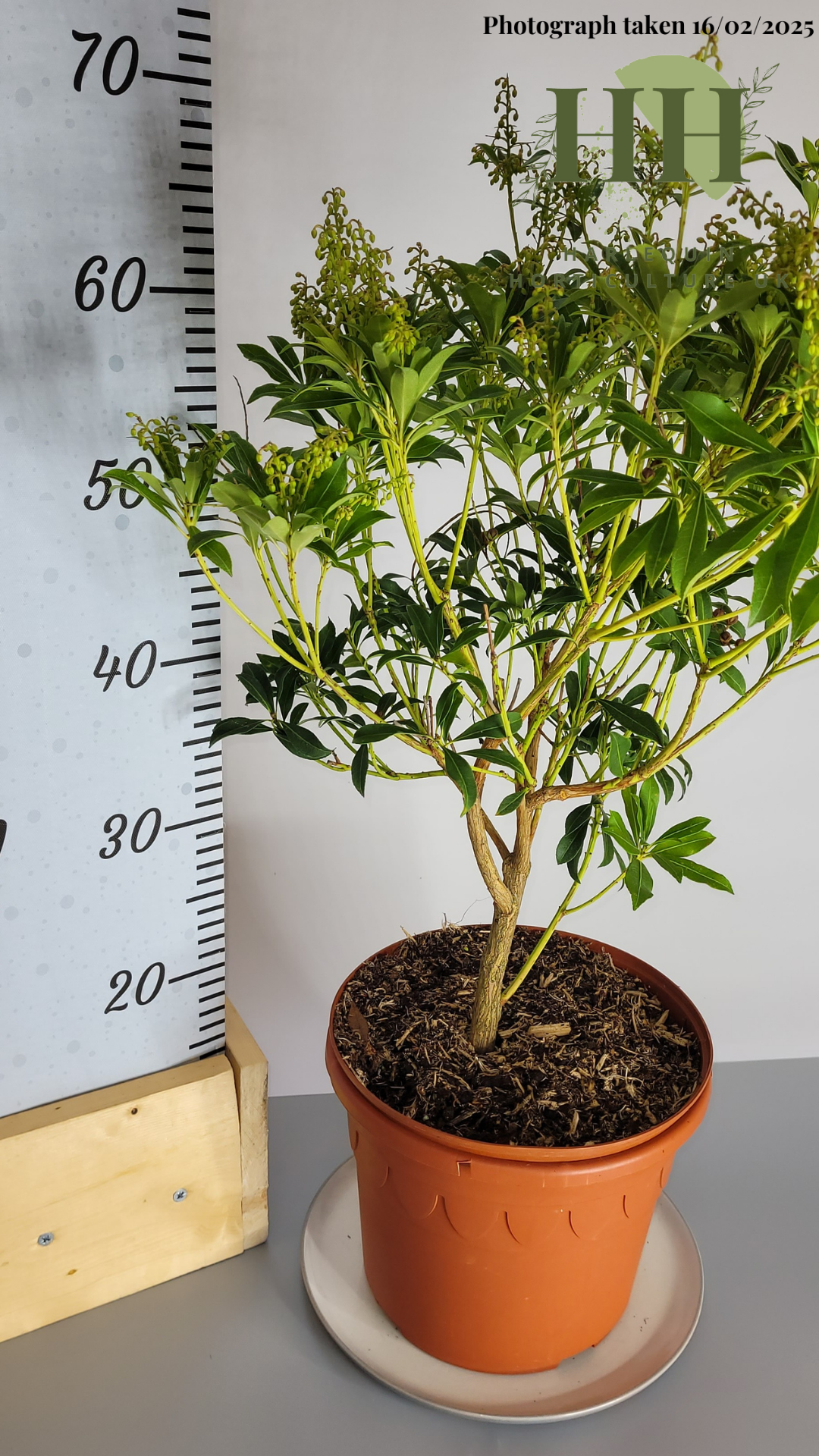 Pieris japonica 'Purity' | Evergreen Shrub | 5 litre, 22.5cm Pot | Current Height: 65cm, Pot included