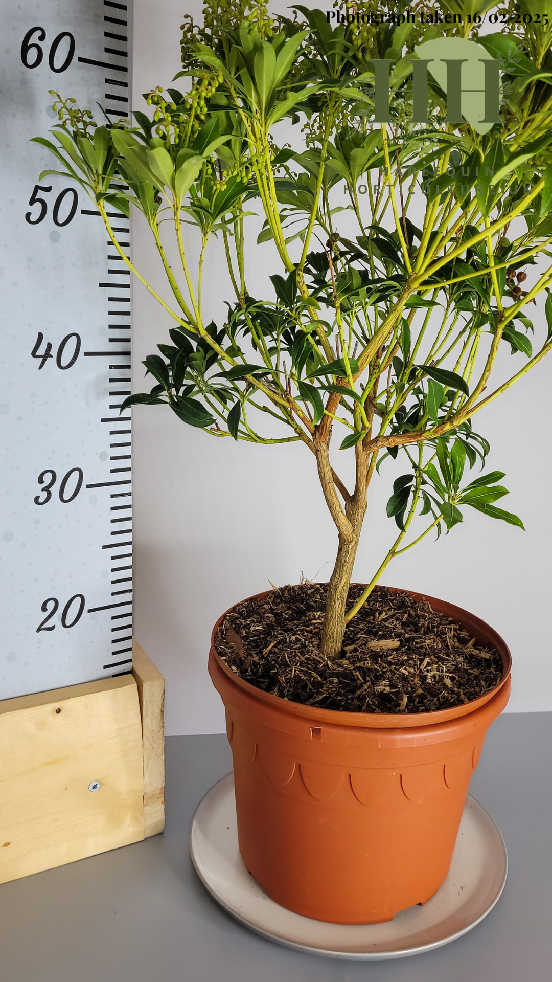 Pieris japonica 'Purity' | Evergreen Shrub | 5 litre, 22.5cm Pot | Current Height: 65cm, Pot included