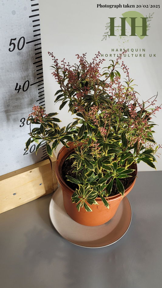 Pieris japonica 'Variegata' | Evergreen Shrub | Size: 5 litre, 22.5cm Pot | Current Height: 45cm, Pot included