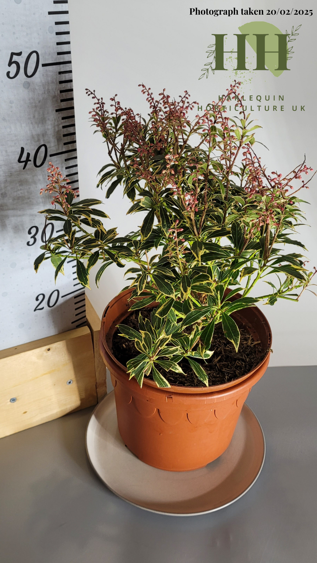 Pieris japonica 'Variegata' | Evergreen Shrub | Size: 5 litre, 22.5cm Pot | Current Height: 45cm, Pot included