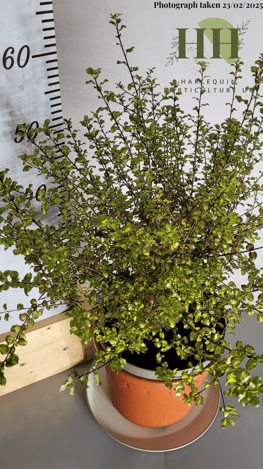 Pittosporum ten. 'Donovan Gold' | Evergreen Shrub | Size: 5 litre, 22.5cm Pot | Current Height: 55cm, Pot included
