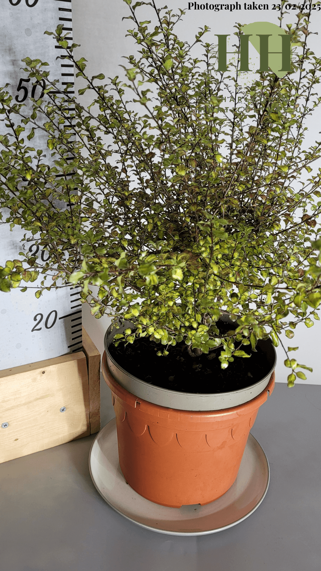 Pittosporum ten. 'Donovan Gold' | Evergreen Shrub | Size: 5 litre, 22.5cm Pot | Current Height: 55cm, Pot included