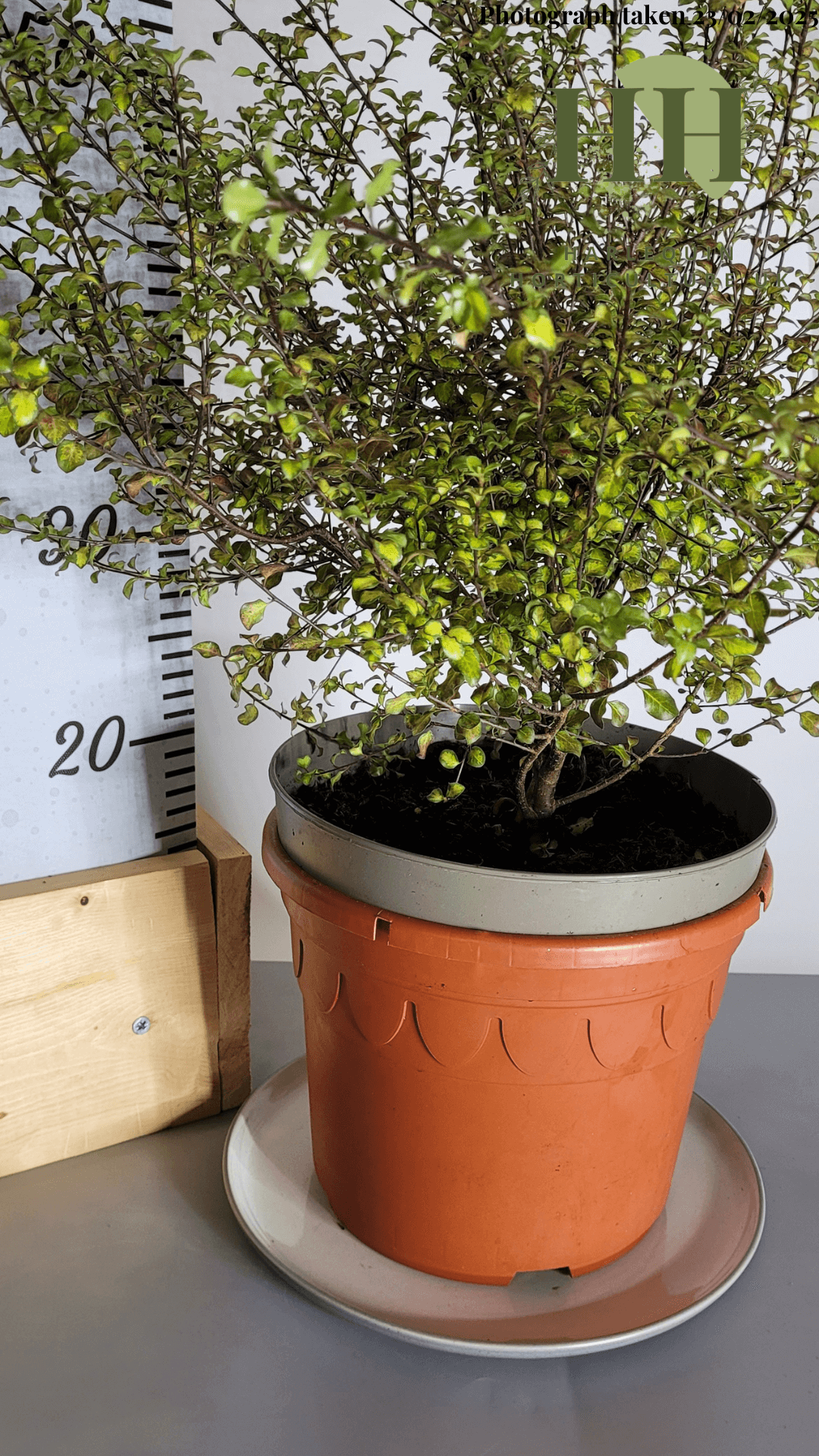 Pittosporum ten. 'Donovan Gold' | Evergreen Shrub | Size: 5 litre, 22.5cm Pot | Current Height: 55cm, Pot included