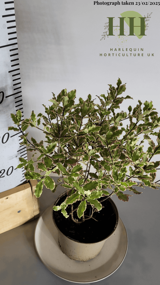 Pittosporum tenuifolium 'Elizabeth' | Evergreen Shrub | Size: 2 litre, 17cm Pot | Current Height: 40cm, Pot included