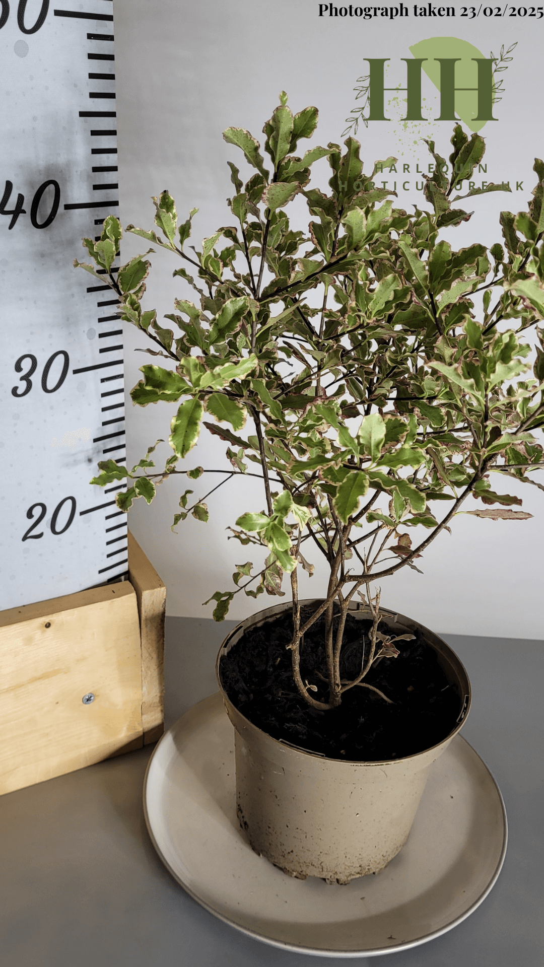 Pittosporum tenuifolium 'Elizabeth' | Evergreen Shrub | Size: 2 litre, 17cm Pot | Current Height: 40cm, Pot included