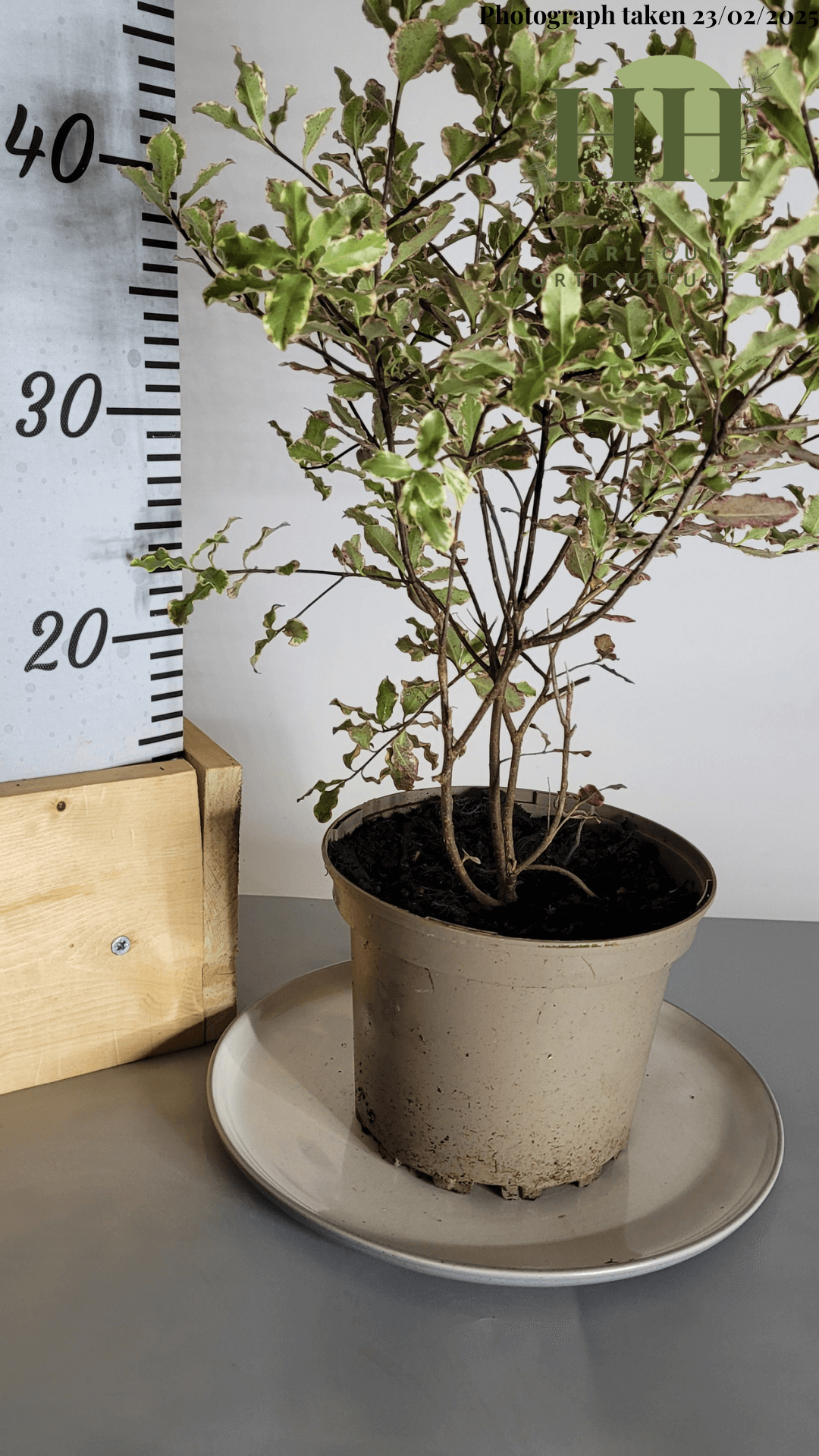 Pittosporum tenuifolium 'Elizabeth' | Evergreen Shrub | Size: 2 litre, 17cm Pot | Current Height: 40cm, Pot included