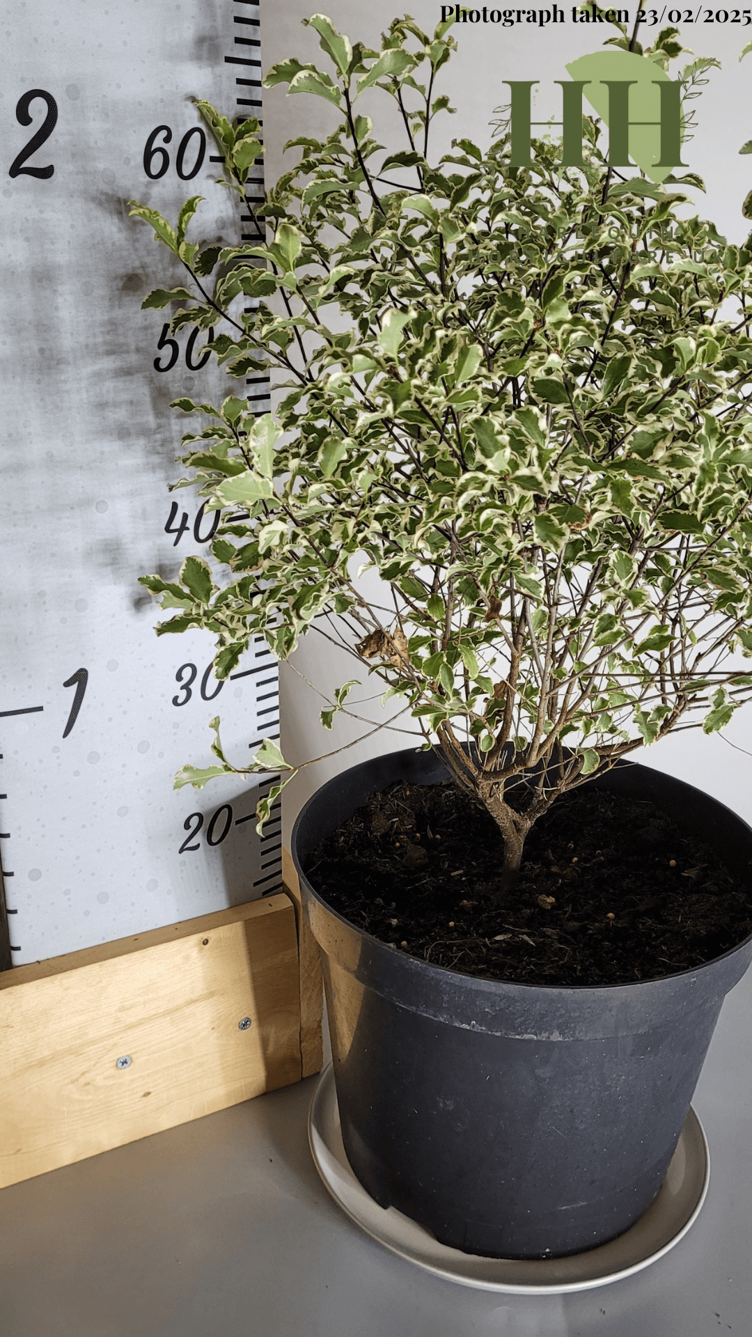 Pittosporum tenuifolium 'Variegata' | Evergreen Shrub | Size: 10 litre, 28cm Pot | Current Height: 65cm, Pot included