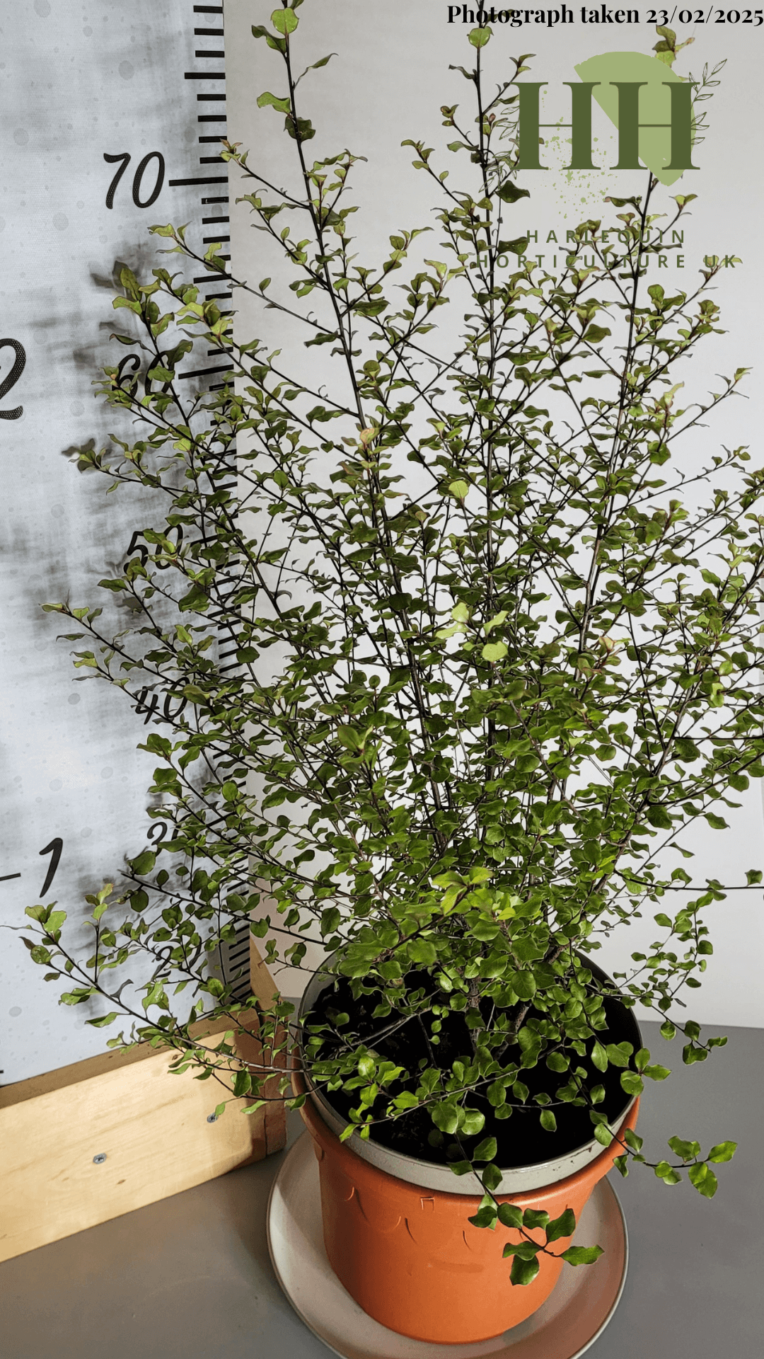 Pittosporum ten. 'Silver Sheen' | Evergreen Shrub | Size: 5 litre, 22.5cm Pot | Current Height: 70cm, Pot included