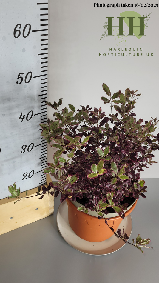 Pittosporum tenuifolium 'Bannow Bay' | Evergreen Shrub | 5 litre, 22.5cm Pot | Current Height: 45cm, Pot included