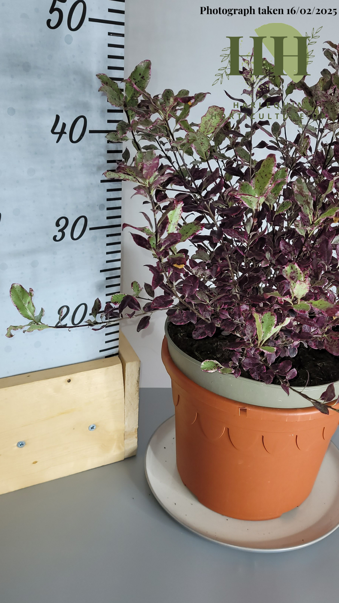 Pittosporum tenuifolium 'Bannow Bay' | Evergreen Shrub | 5 litre, 22.5cm Pot | Current Height: 45cm, Pot included