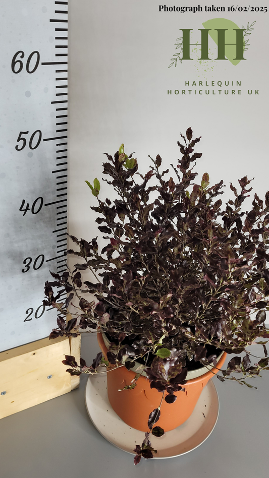 Pittosporum tenuifolium 'Tom Thumb' | Evergreen Shrub | 5 litre, 22.5cm Pot | Current Height: 45cm, Pot included