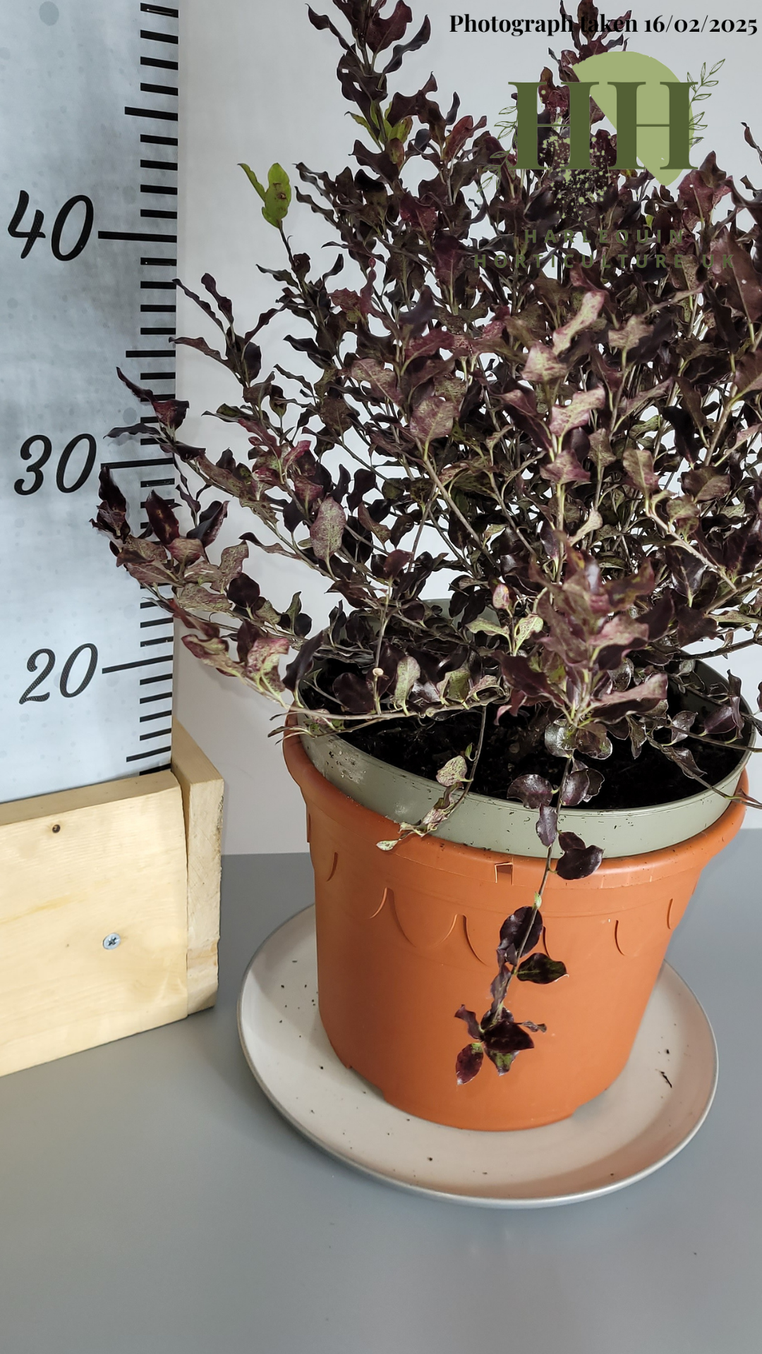 Pittosporum tenuifolium 'Tom Thumb' | Evergreen Shrub | 5 litre, 22.5cm Pot | Current Height: 45cm, Pot included