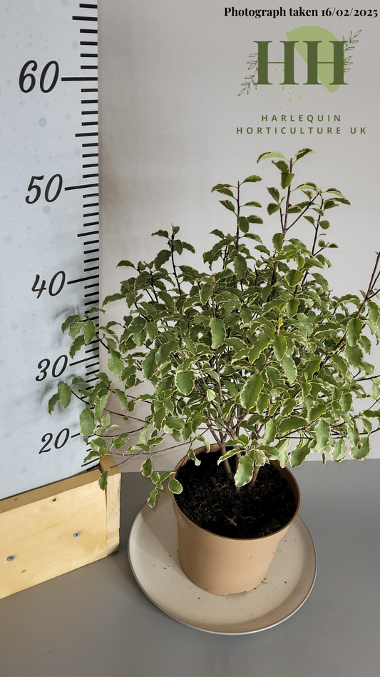 Pittosporum tenuifolium 'Variegata' | Evergreen Shrub | Size: 2 litre, 17cm Pot | Current Height: 50cm, Pot included