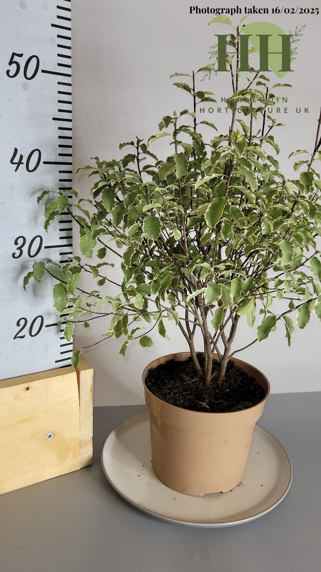 Pittosporum tenuifolium 'Variegata' | Evergreen Shrub | Size: 2 litre, 17cm Pot | Current Height: 50cm, Pot included