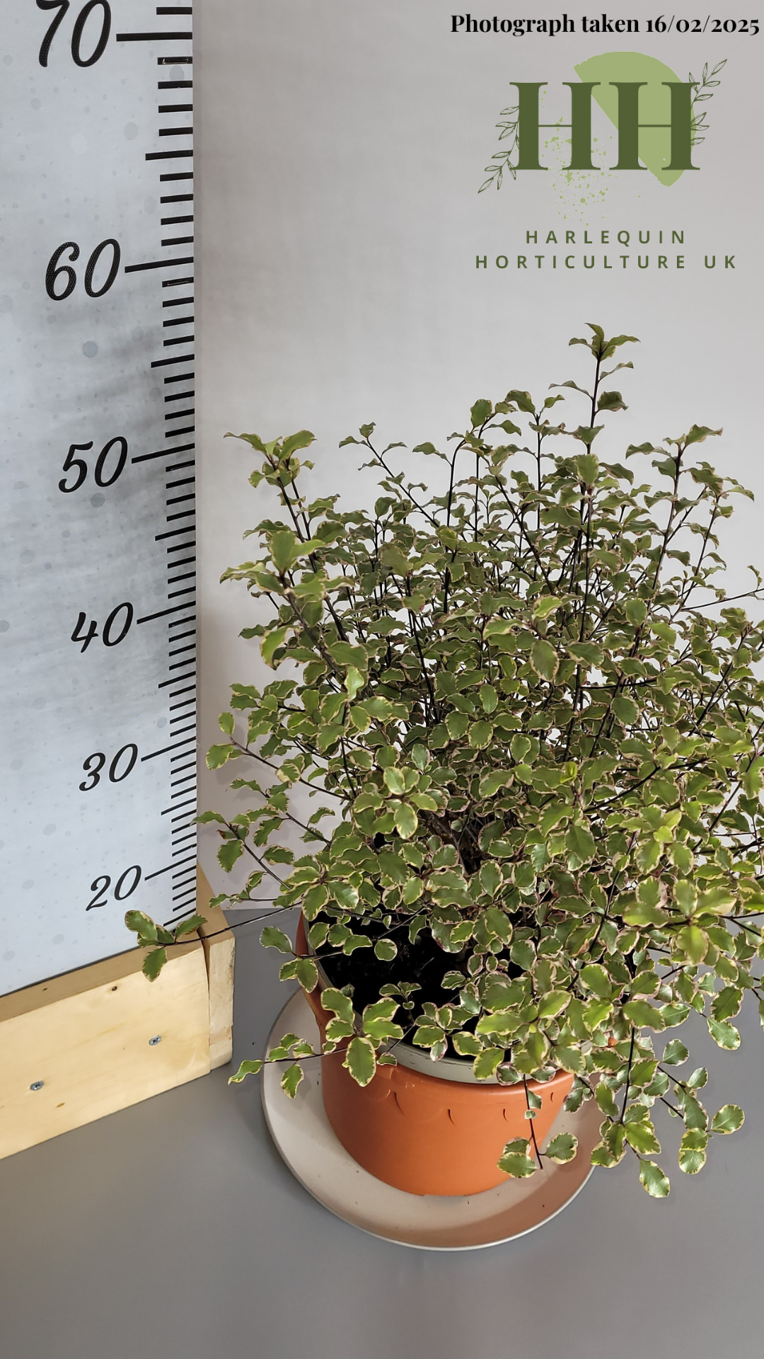 Pittosporum tenuifolium 'Victoria' | Evergreen Shrub | 5 litre, 22.5cm Pot | Current Height: 50cm, Pot included