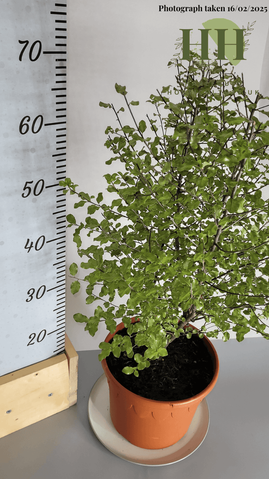 Pittosporum tenuifolium 'Wrinkled Blue' | Evergreen Shrub | 5 litre, 22.5cm Pot | Current Height: 70cm, Pot included