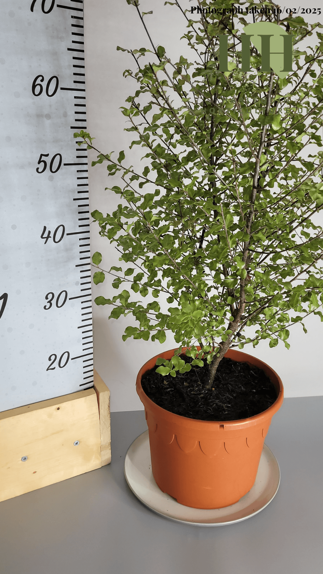 Pittosporum tenuifolium 'Wrinkled Blue' | Evergreen Shrub | 5 litre, 22.5cm Pot | Current Height: 70cm, Pot included