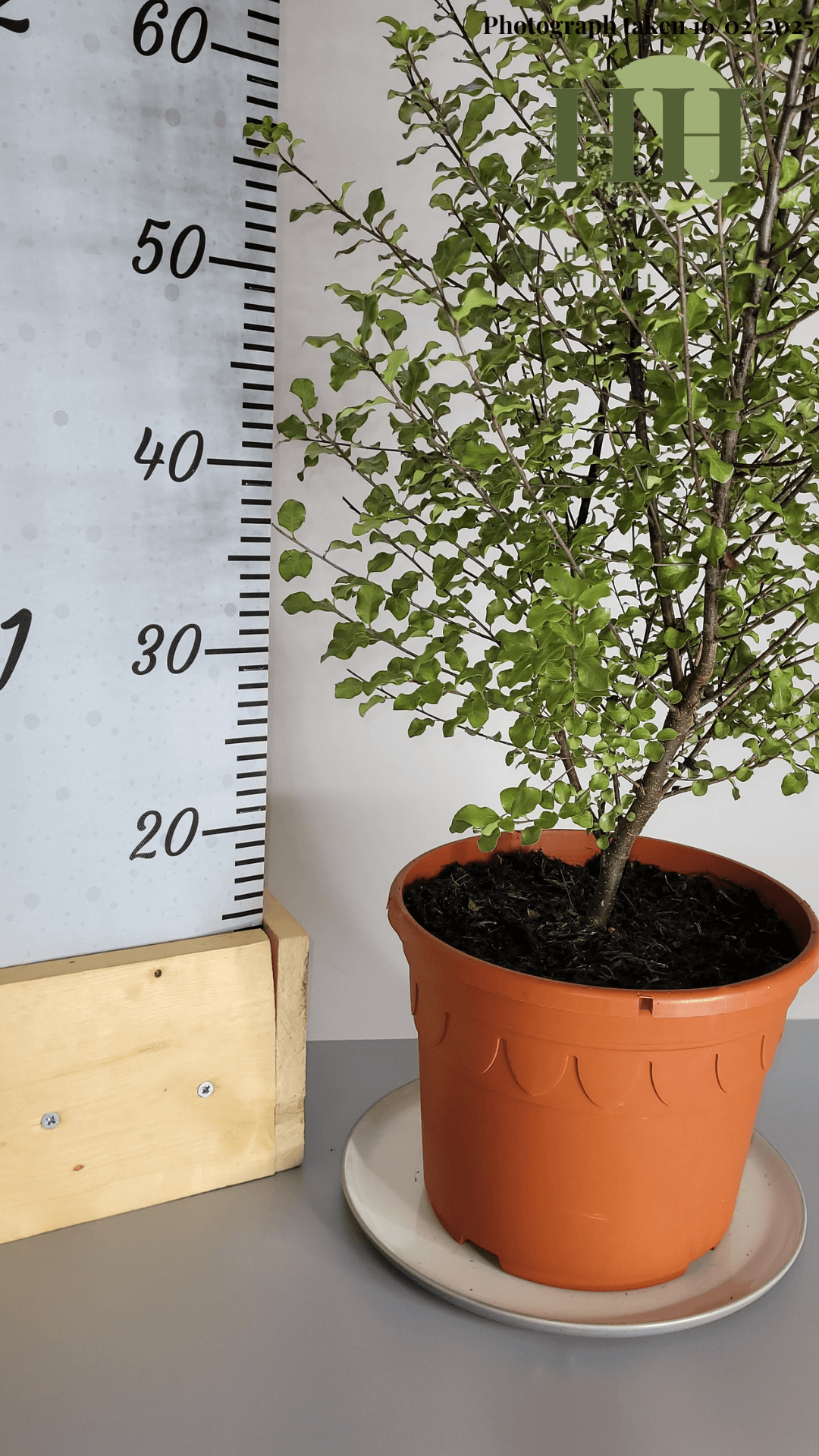 Pittosporum tenuifolium 'Wrinkled Blue' | Evergreen Shrub | 5 litre, 22.5cm Pot | Current Height: 70cm, Pot included