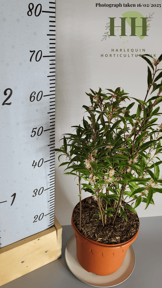 Sarcococca hookeriana digyna | Evergreen Shrub | 5 litre, 22.5cm Pot | Current Height: 60cm, Pot included